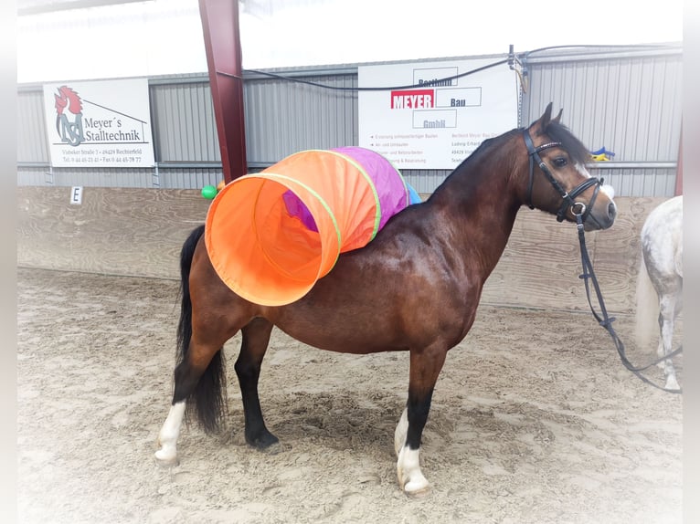 Welsh C (of Cob Type) Mare 7 years 12,2 hh Bay-Dark in Wildeshausen