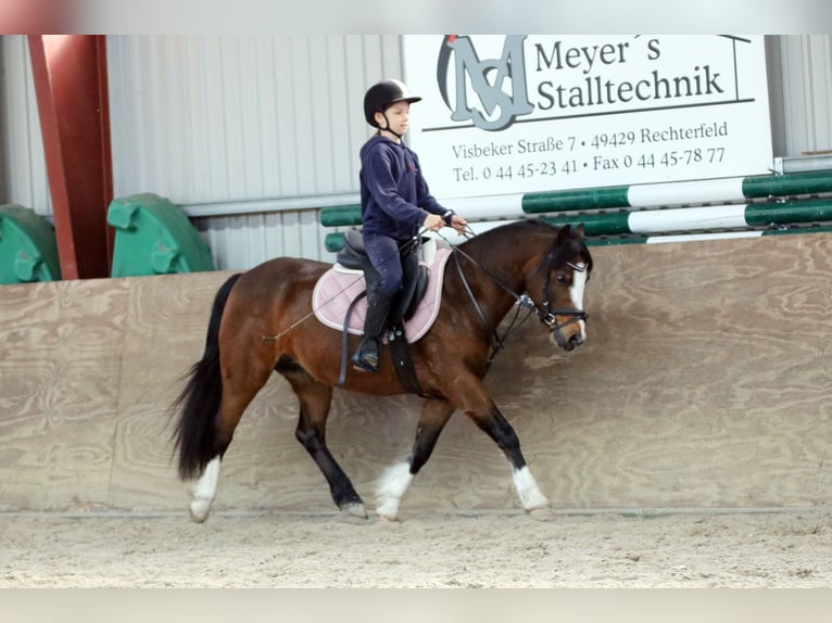 Welsh C (of Cob Type) Mare 7 years 12,2 hh Bay-Dark in Wildeshausen