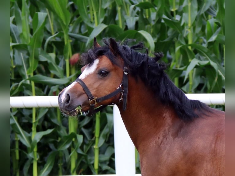 Welsh C (of Cob Type) Mare 7 years 12,2 hh Bay-Dark in Wildeshausen