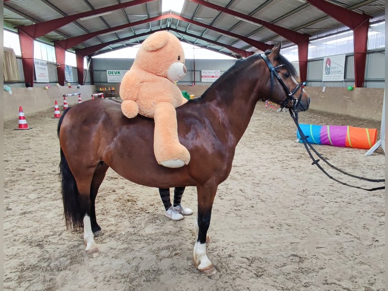 Welsh C (of Cob Type) Mare 7 years 12,2 hh Bay-Dark in Wildeshausen