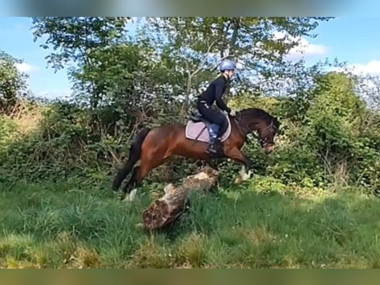 Welsh C (of Cob Type) Mare 7 years 12,2 hh Bay-Dark in Wildeshausen