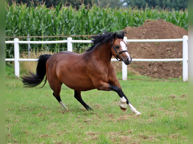 Welsh C (of Cob Type) Mare 7 years 12,2 hh Bay-Dark in Wildeshausen