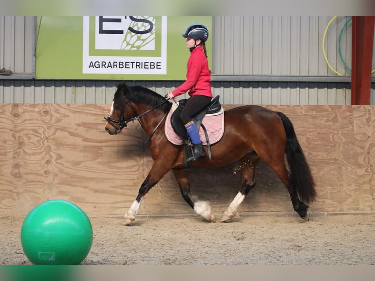 Welsh C (of Cob Type) Mare 7 years 12,2 hh Bay-Dark in Wildeshausen