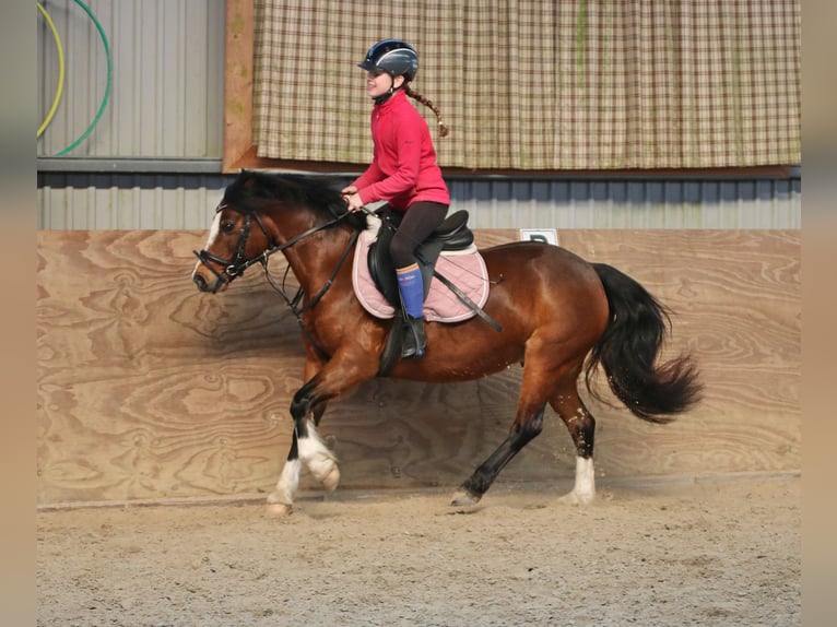 Welsh C (of Cob Type) Mare 7 years 12,2 hh Bay-Dark in Wildeshausen