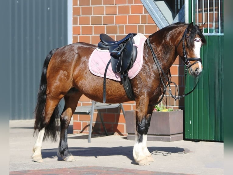 Welsh C (of Cob Type) Mare 7 years 12,2 hh Bay-Dark in Wildeshausen