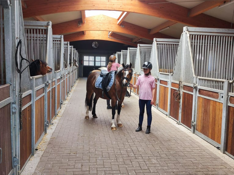 Welsh C (of Cob Type) Mare 7 years 12,2 hh Bay-Dark in Wildeshausen
