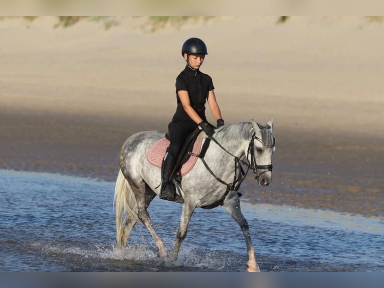 Welsh C (of Cob Type) Mare 7 years 13 hh Grey in Pepingen
