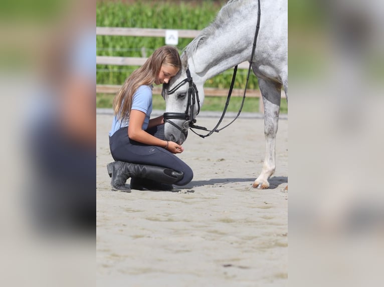 Welsh C (of Cob Type) Mare 7 years 13 hh Grey in Pepingen