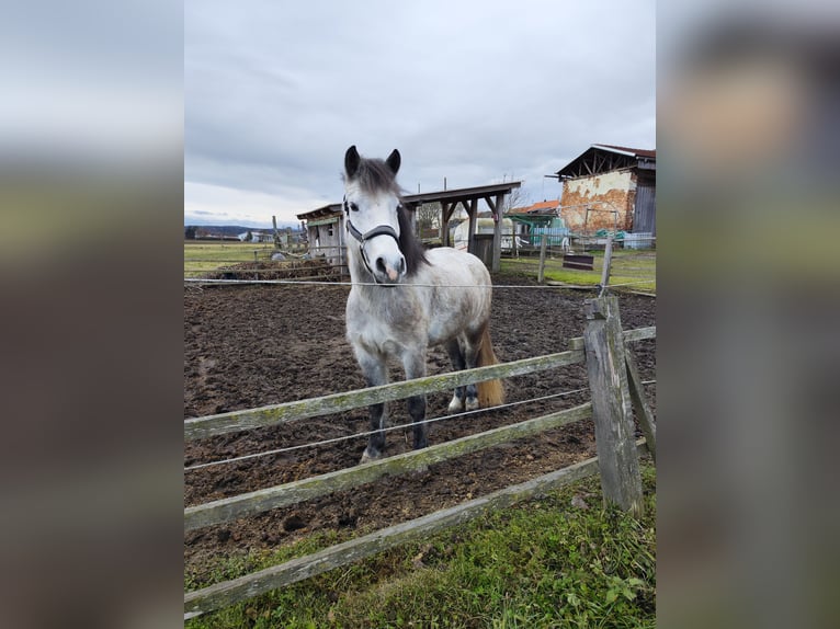 Welsh C (of Cob Type) Mix Mare 7 years 13,1 hh Gray in Fehring
