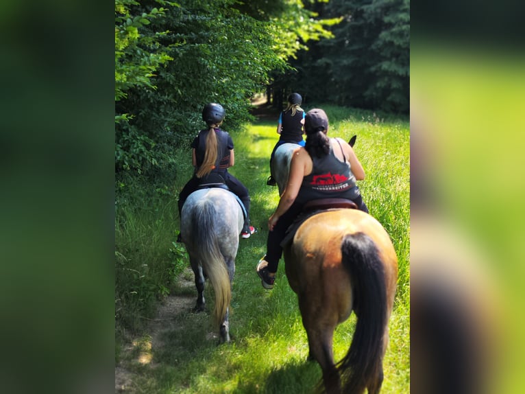 Welsh C (of Cob Type) Mix Mare 7 years 13,1 hh Gray in Fehring