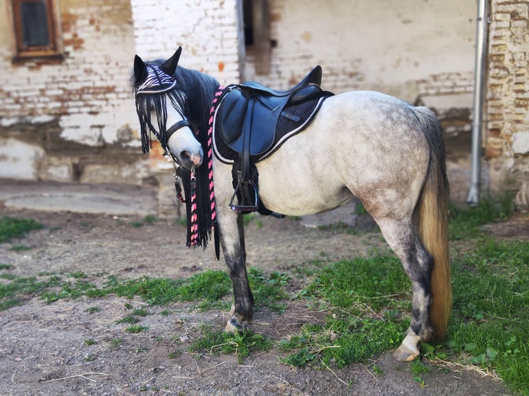 Welsh C (of Cob Type) Mix Mare 7 years 13,1 hh Gray in Fehring