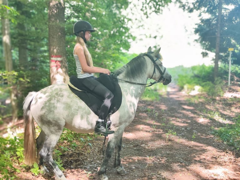 Welsh C (of Cob Type) Mix Mare 7 years 13,1 hh Gray in Fehring