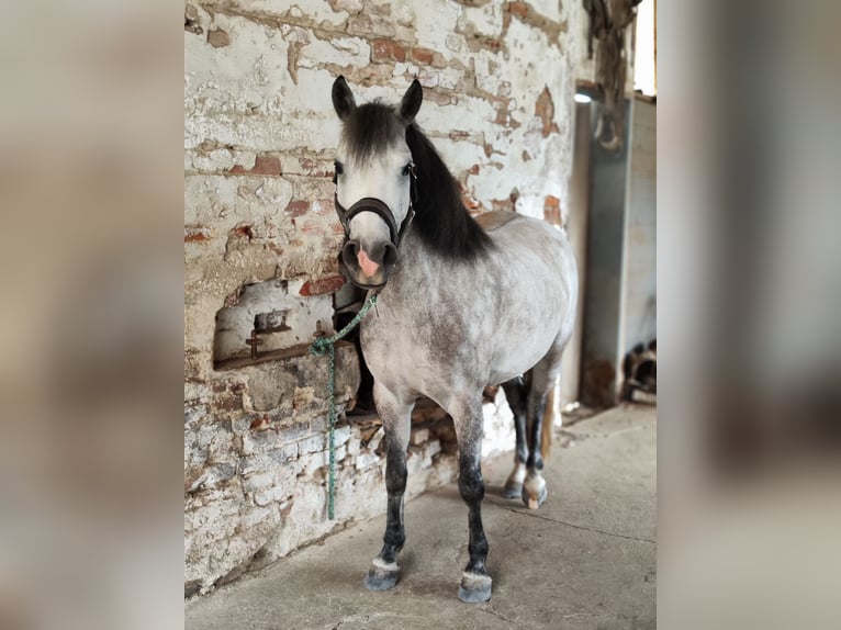 Welsh C (of Cob Type) Mix Mare 7 years 13,1 hh Gray in Fehring