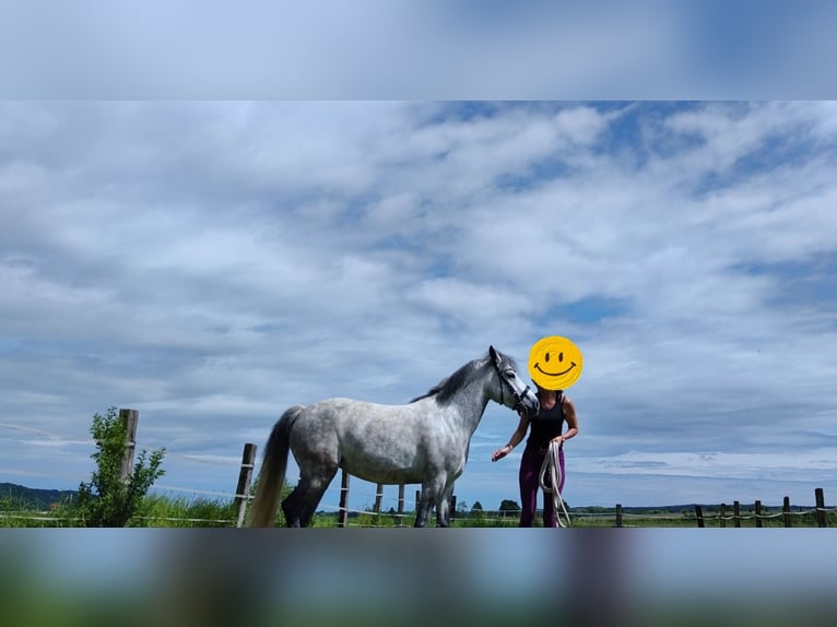 Welsh C (of Cob Type) Mix Mare 7 years 13,1 hh Gray in Fehring