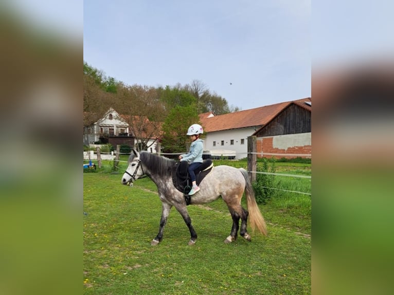 Welsh C (of Cob Type) Mix Mare 7 years 13,1 hh Gray in Fehring
