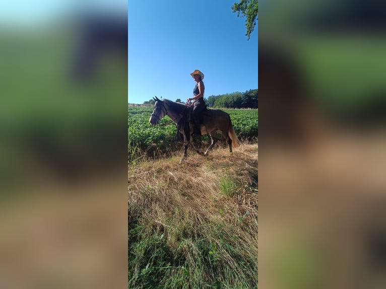 Welsh C (of Cob Type) Mix Mare 7 years 13,1 hh Gray in Fehring