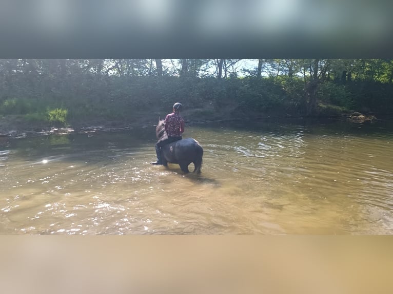 Welsh C (of Cob Type) Mix Mare 7 years 13,1 hh Gray in Fehring