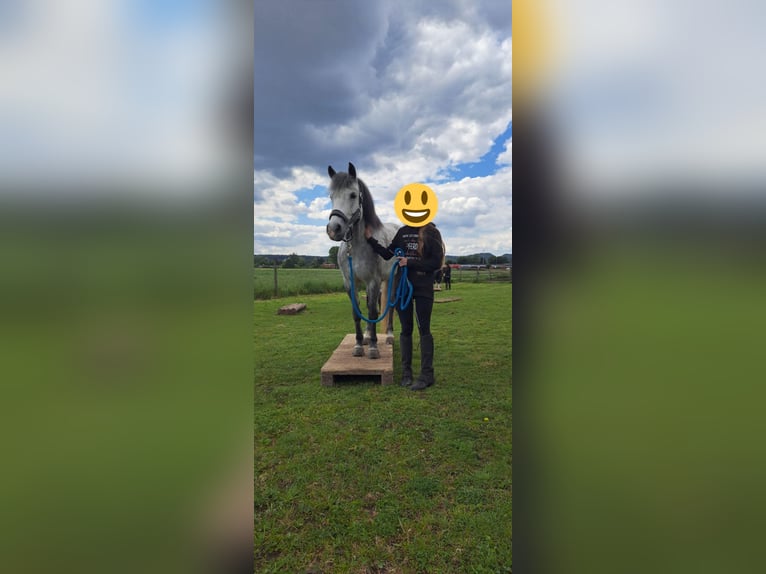 Welsh C (of Cob Type) Mix Mare 7 years 13,1 hh Gray in Fehring