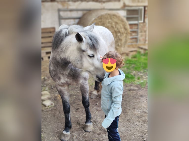 Welsh C (of Cob Type) Mix Mare 7 years 13,1 hh Gray in Fehring