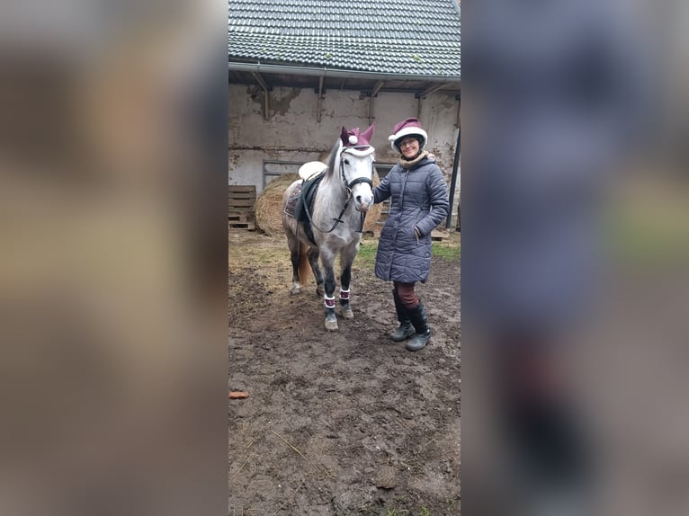 Welsh C (of Cob Type) Mix Mare 7 years 13,1 hh Gray in Fehring