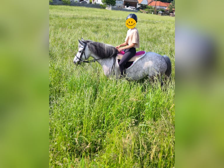 Welsh C (of Cob Type) Mix Mare 7 years 13,1 hh Gray in Fehring