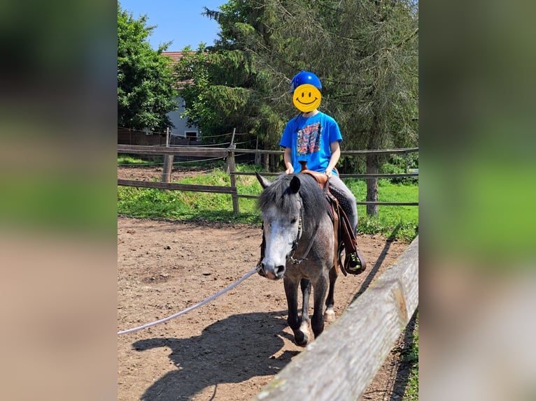 Welsh C (of Cob Type) Mix Mare 7 years 13,1 hh Gray in Fehring