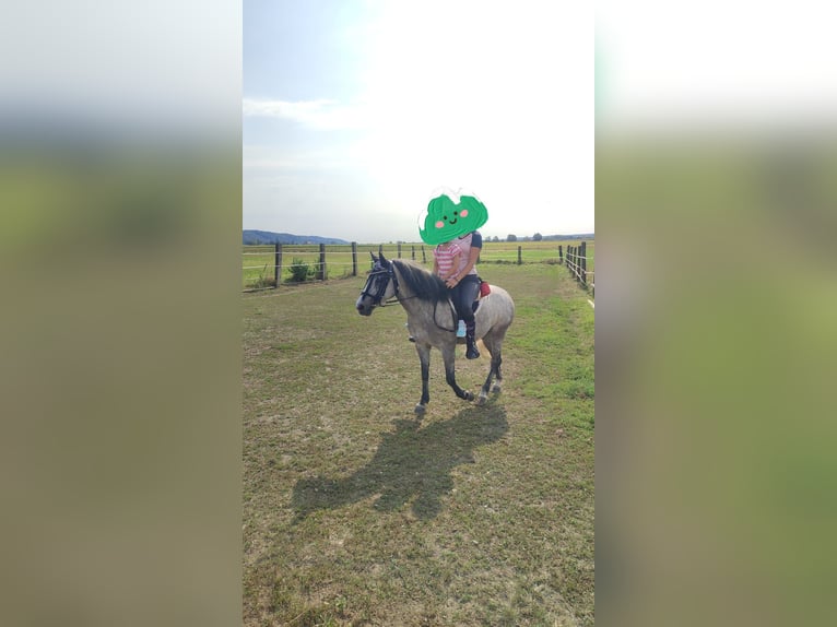 Welsh C (of Cob Type) Mix Mare 7 years 13,1 hh Gray in Fehring