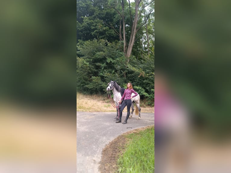 Welsh C (of Cob Type) Mix Mare 7 years 13,1 hh Gray in Fehring