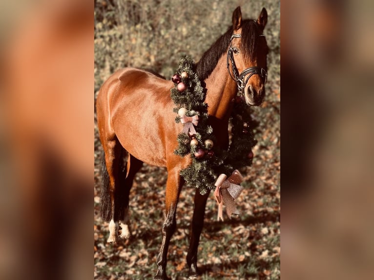 Welsh C (of Cob Type) Mare 8 years 12.3 hh Brown in Stadskanaal