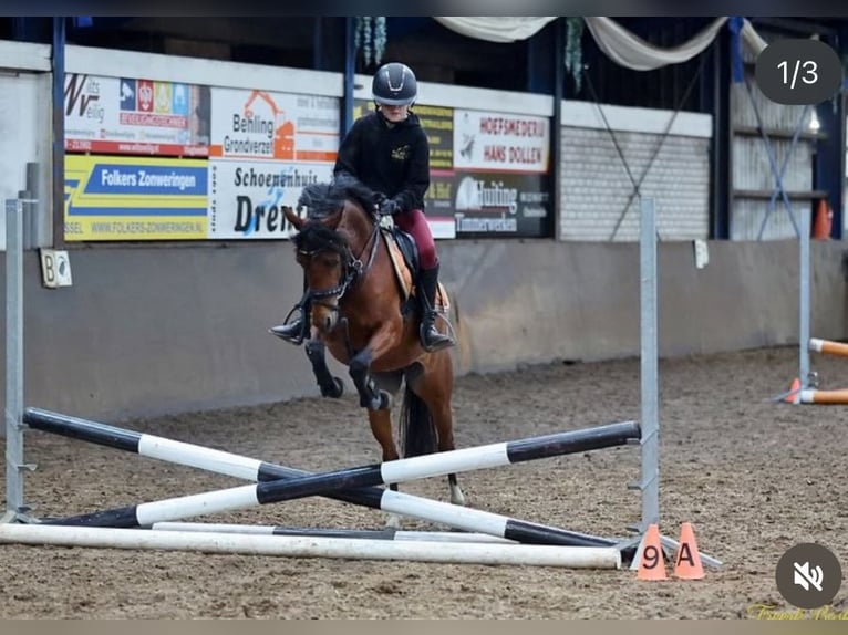 Welsh C (of Cob Type) Mare 8 years 12,3 hh Brown in Stadskanaal