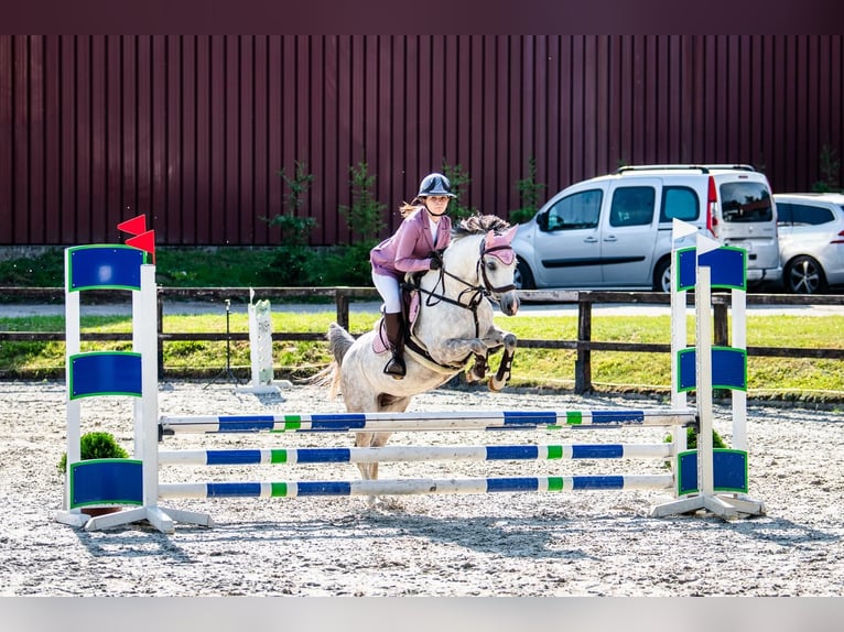 Welsh C (of Cob Type) Mare 8 years 13.1 hh Grey-Dapple in Żnin