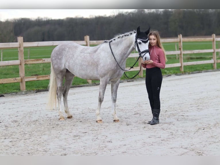 Welsh C (of Cob Type) Mare 8 years 13 hh Grey in Pepingen