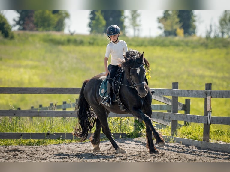 Welsh C (of Cob Type) Mare 8 years 14,2 hh Black in Drobollach