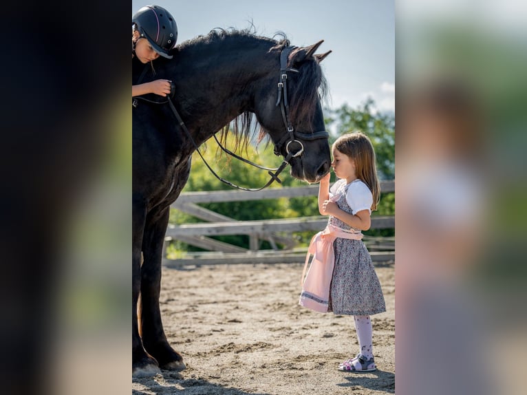 Welsh C (of Cob Type) Mare 8 years 14,2 hh Black in Drobollach