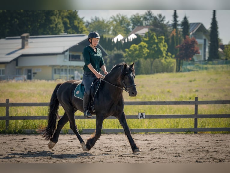 Welsh C (of Cob Type) Mare 8 years 14,2 hh Black in Drobollach