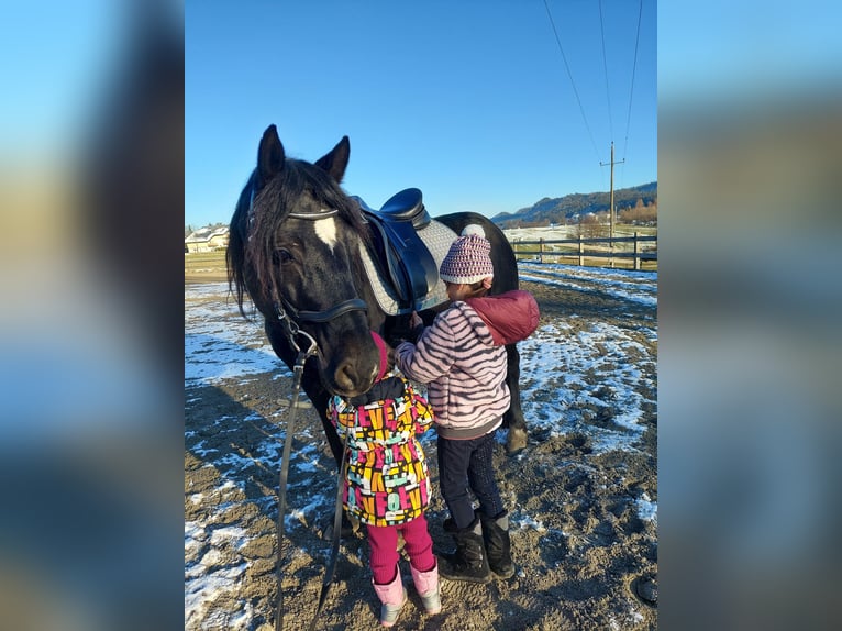 Welsh C (of Cob Type) Mare 8 years 14,2 hh Black in Drobollach