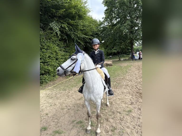 Welsh C (of Cob Type) Mare 9 years 12.3 hh Grey in Uedem