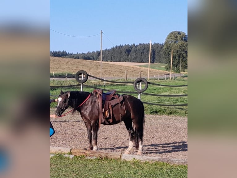 Welsh C (of Cob Type) Mare 9 years 12,1 hh Chestnut in Lauterstein