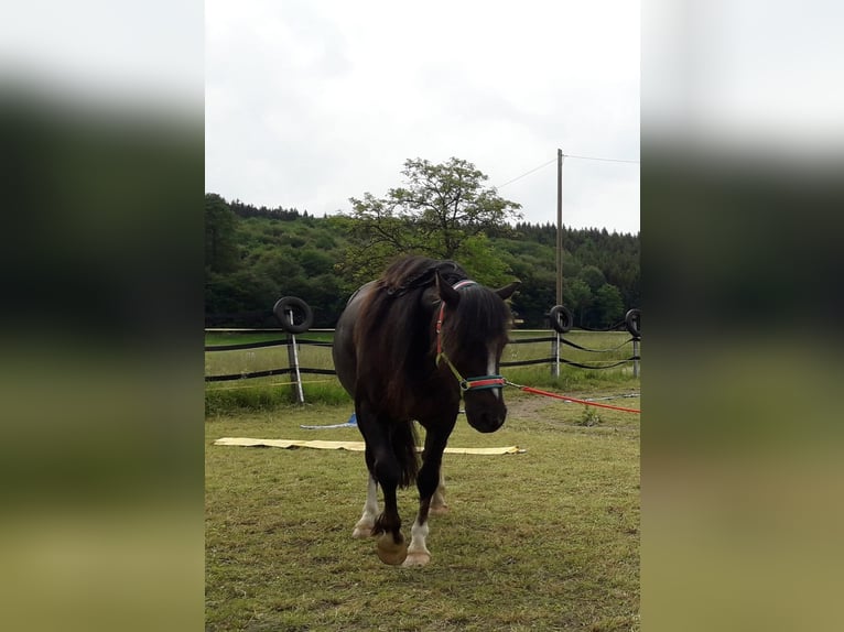 Welsh C (of Cob Type) Mare 9 years 12,1 hh Chestnut in Lauterstein