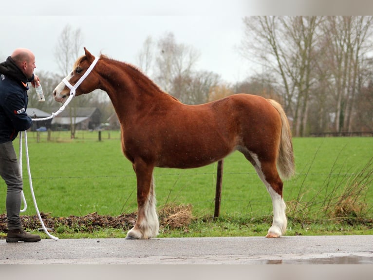 Welsh C (of Cob Type) Mare 9 years 12,2 hh Chestnut-Red in Hengelo (Gld)