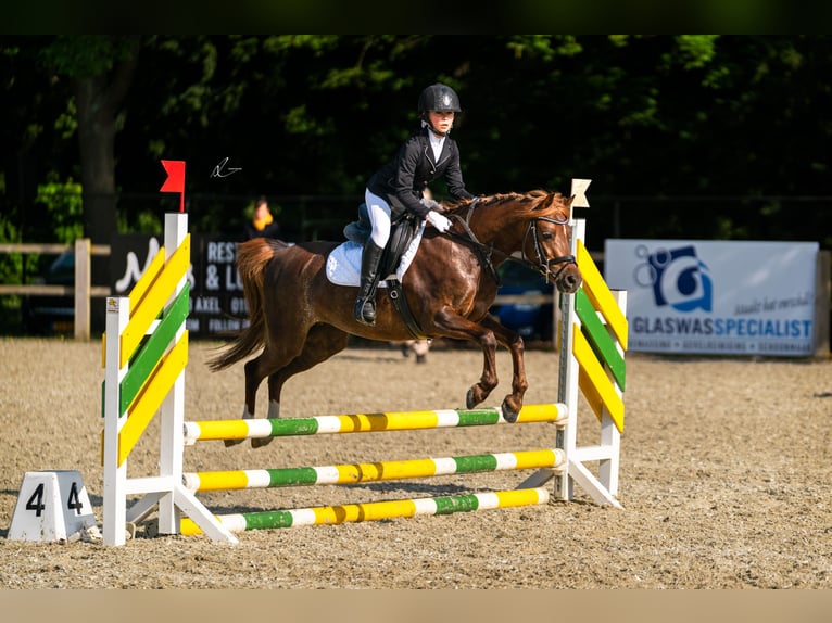 Welsh C (of Cob Type) Mare 9 years 12,3 hh Chestnut in Ossenisse