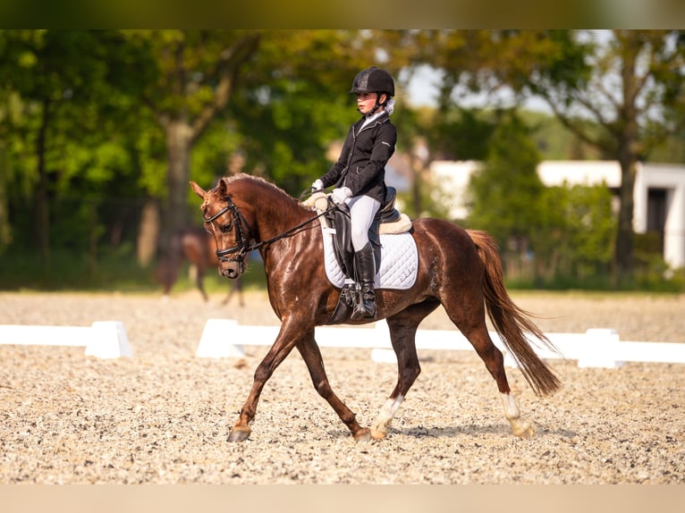 Welsh C (of Cob Type) Mare 9 years 12,3 hh Chestnut in Ossenisse