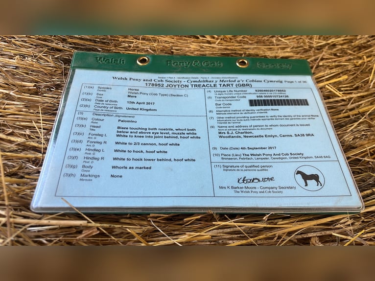 Welsh C (of Cob Type) Mare 9 years 13.2 hh Palomino in Langenwetzendorf