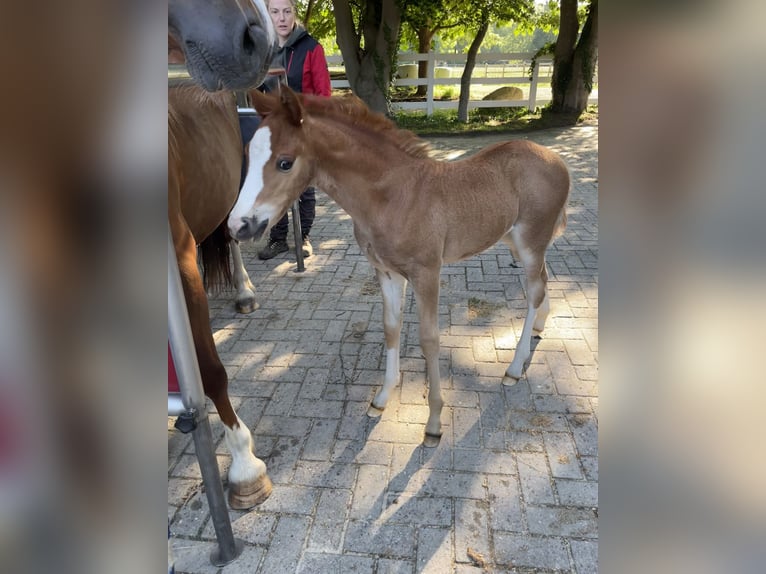 Welsh C (of Cob Type) Mare Foal (05/2025) 13,1 hh Chestnut-Red in Westerstede
