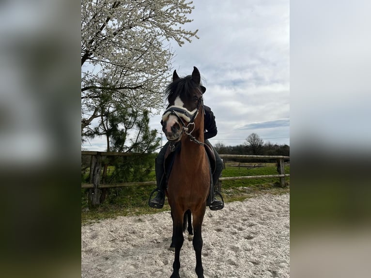 Welsh C (of Cob Type) Stallion 15 years 13 hh Brown in SAINT ETIENNE DU BOIS