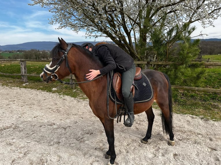 Welsh C (of Cob Type) Stallion 15 years 13 hh Brown in SAINT ETIENNE DU BOIS