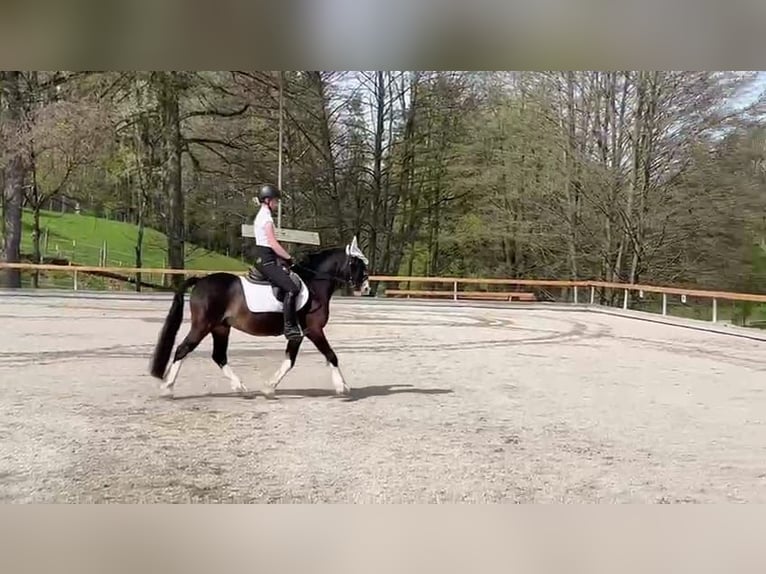 Welsh C (of Cob Type) Stallion 18 years 13 hh Smoky-Black in Bad Feilnbach