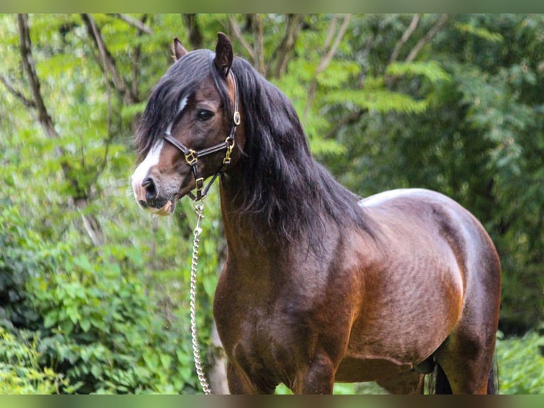 Welsh C (of Cob Type) Stallion 18 years 13 hh Smoky-Black in Bad Feilnbach