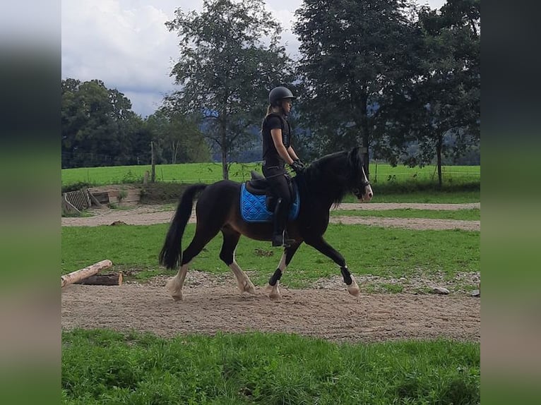 Welsh C (of Cob Type) Stallion 18 years 13 hh Smoky-Black in Bad Feilnbach