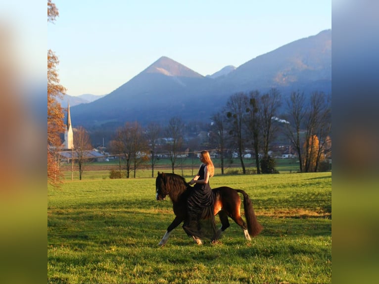 Welsh C (of Cob Type) Stallion 18 years 13 hh Smoky-Black in Bad Feilnbach